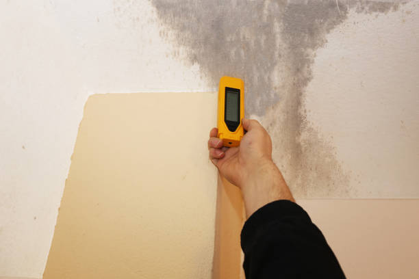 Best Emergency Mold Remediation  in Upland, IN