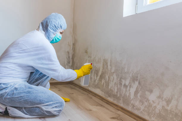 Professional Mold Removal in Upland, IN
