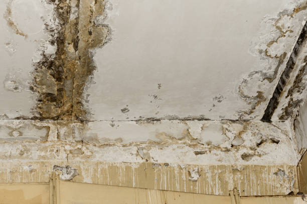 Best Asbestos and Lead Testing During Mold Inspection  in Upland, IN