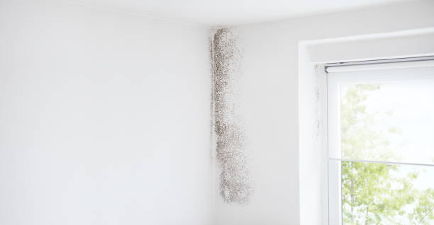 Best Mold-Related Health Consultation  in Upland, IN