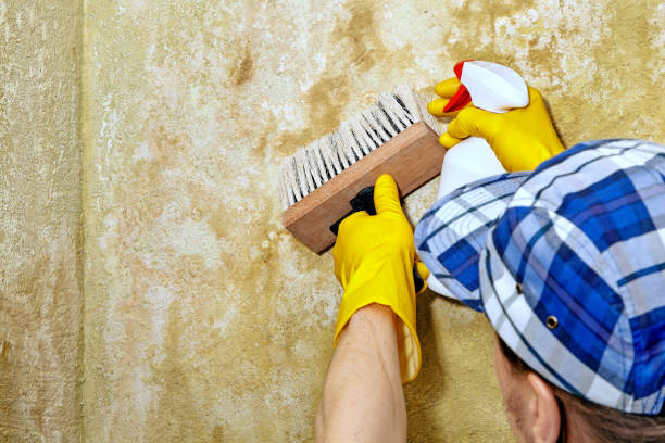 Best Basement Mold Removal  in Upland, IN