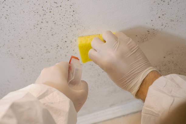 Asbestos and Lead Testing During Mold Inspection in Upland, IN