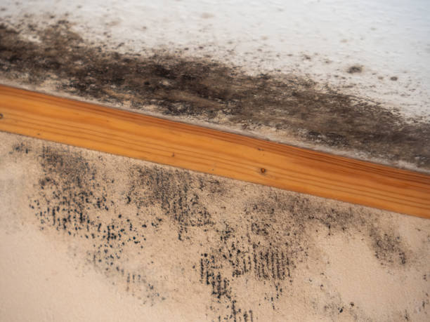 Best Mold Damage Restoration  in Upland, IN