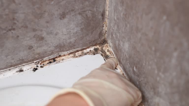  Upland, IN Mold Removal Pros